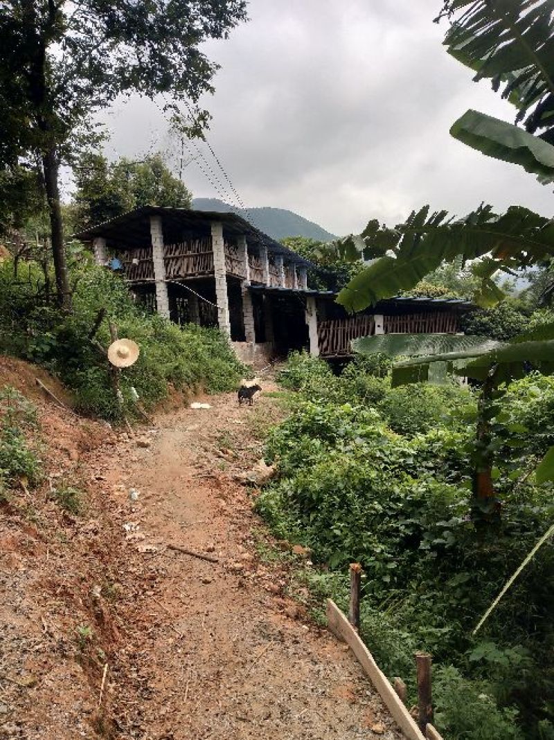 黑山羊种羊80~110斤