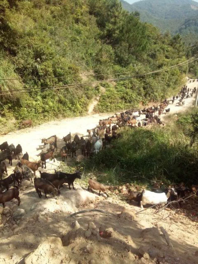 黑山羊种羊80~110斤