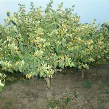 金银花1米以下