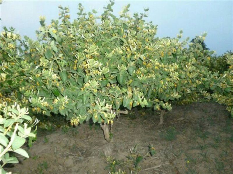 金银花1米以下
