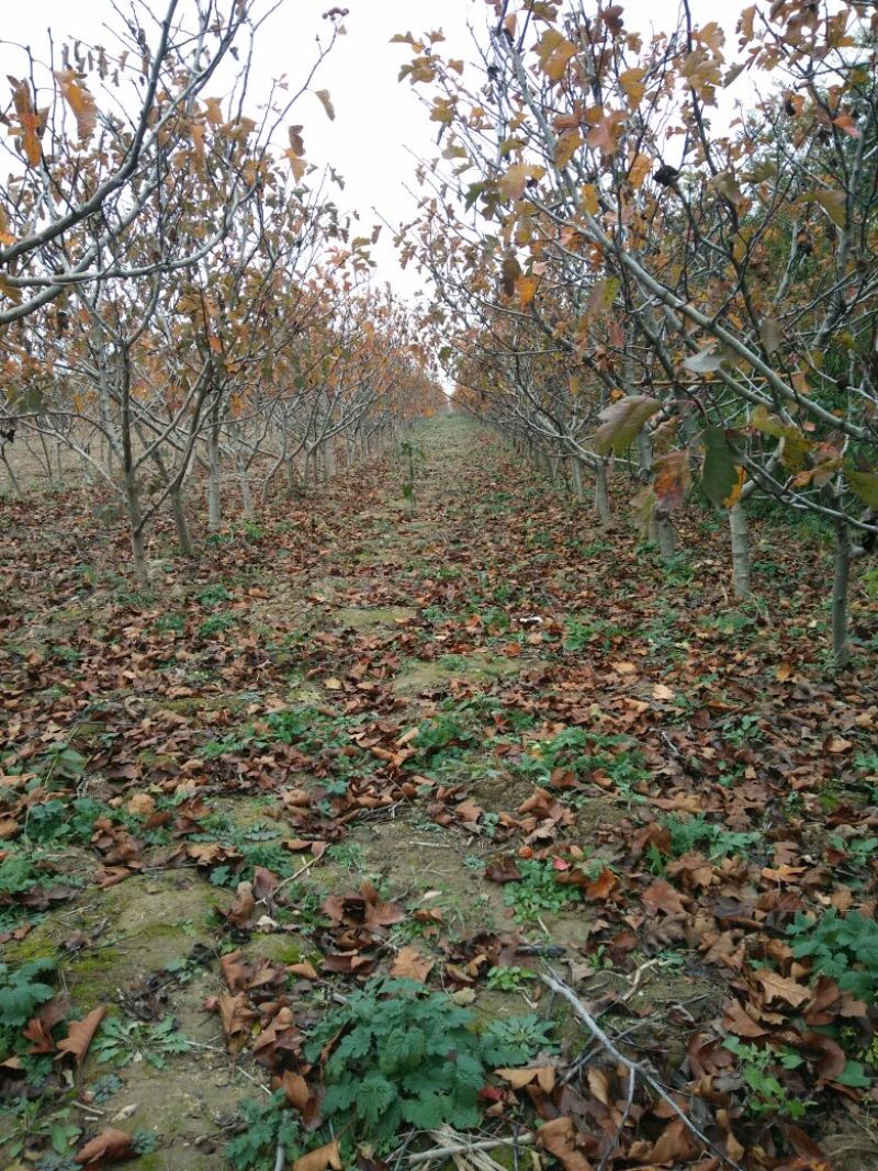 基地批发山楂树粗度4~6公分高度2.5~3米