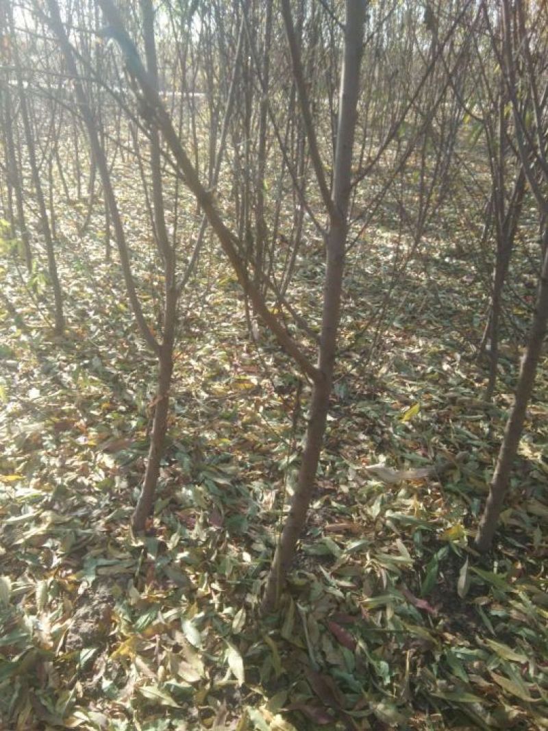 占地专用桃树苗3-5公分，价格便宜
