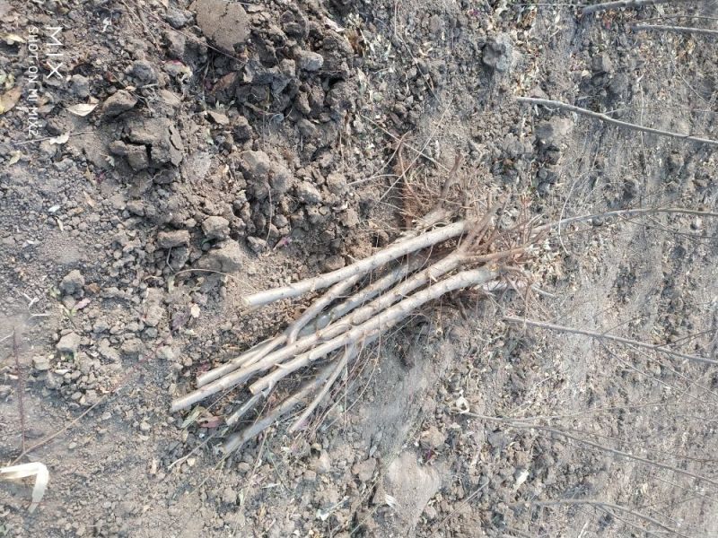占地专用桃树苗3-5公分，价格便宜