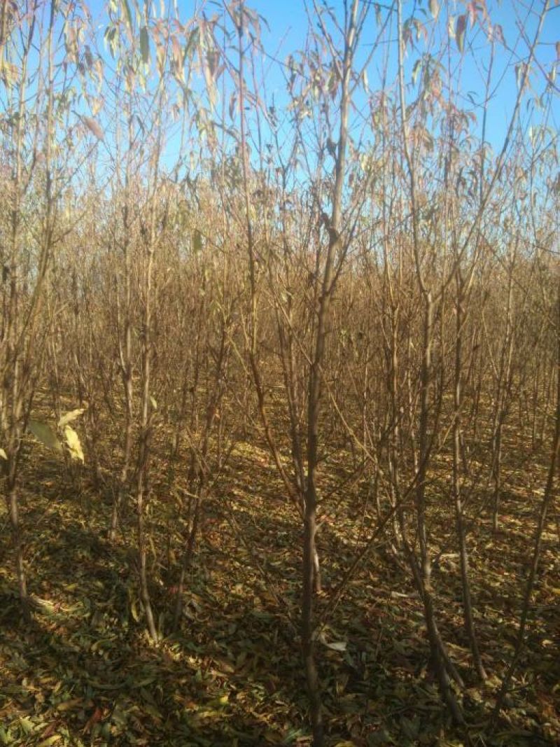 占地专用桃树苗3-5公分，价格便宜