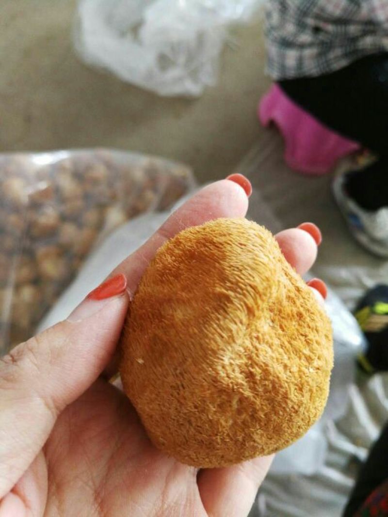 猴头菇10厘米以上