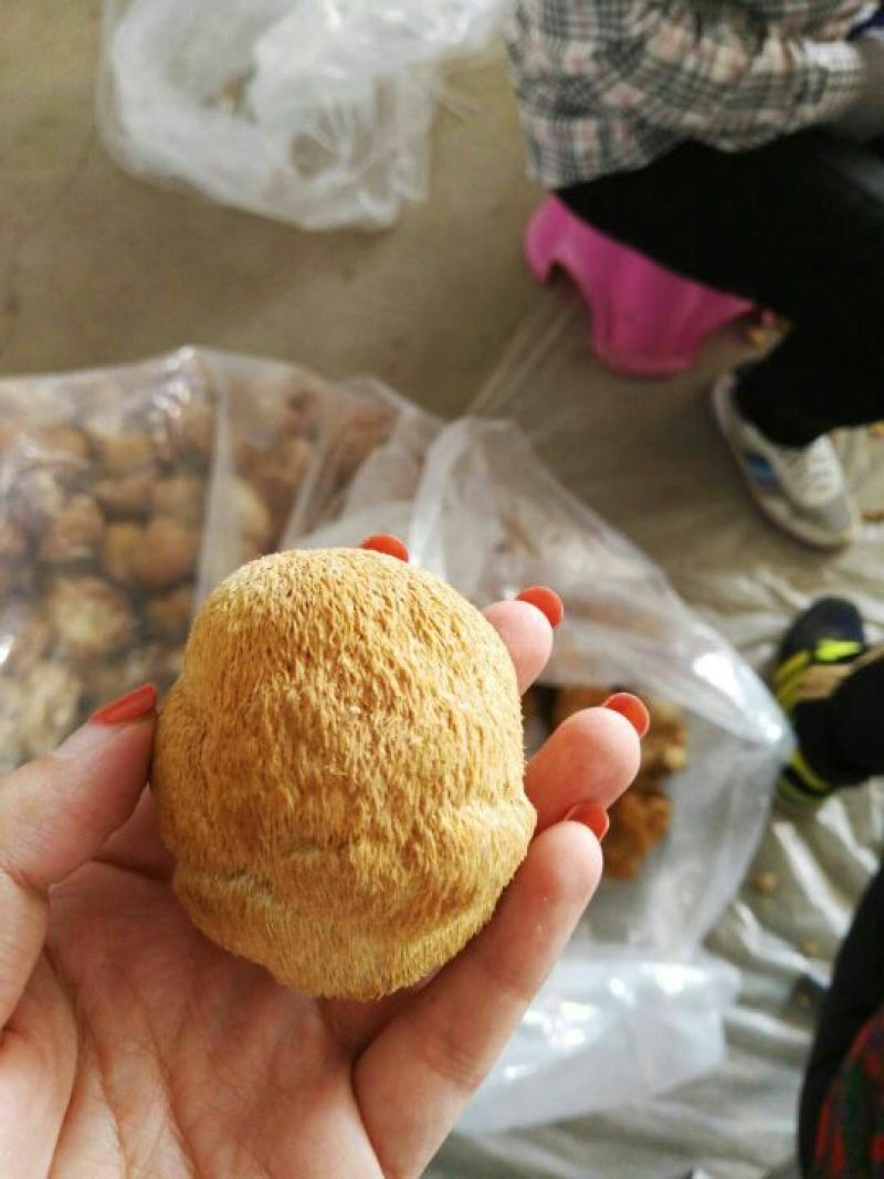 猴头菇10厘米以上