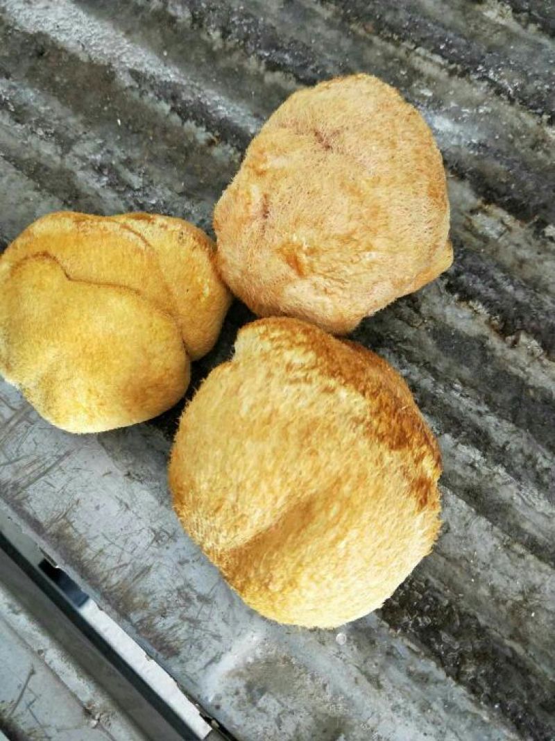 猴头菇10厘米以上