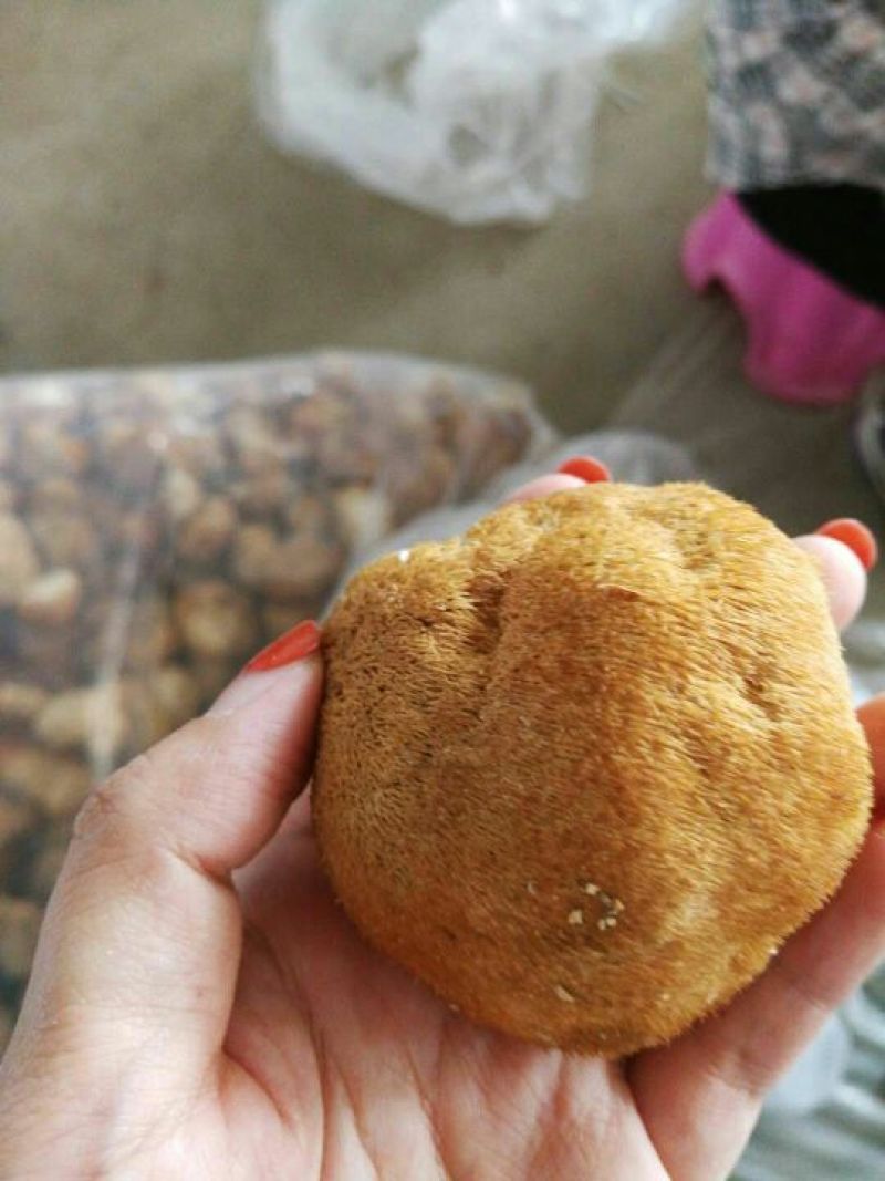 猴头菇10厘米以上