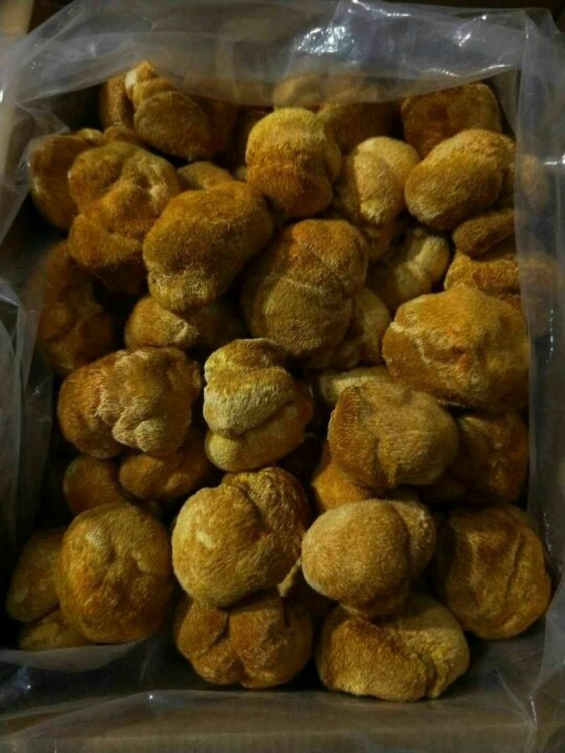 猴头菇10厘米以上