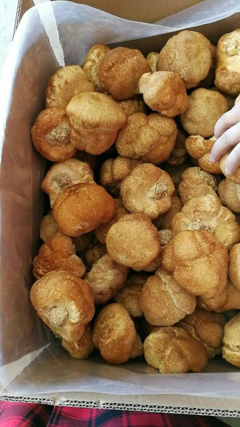 猴头菇10厘米以上