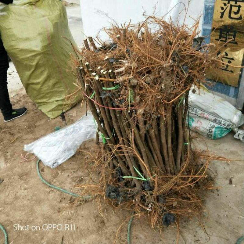 无花果苗久留米波姬红布兰瑞克青皮金傲芬格莱斯芭劳奈