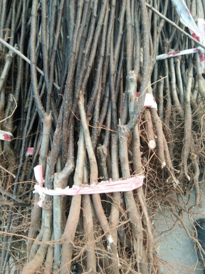 早酥红梨苗红梨树苗品种红梨苗栽植密度梨树苗
