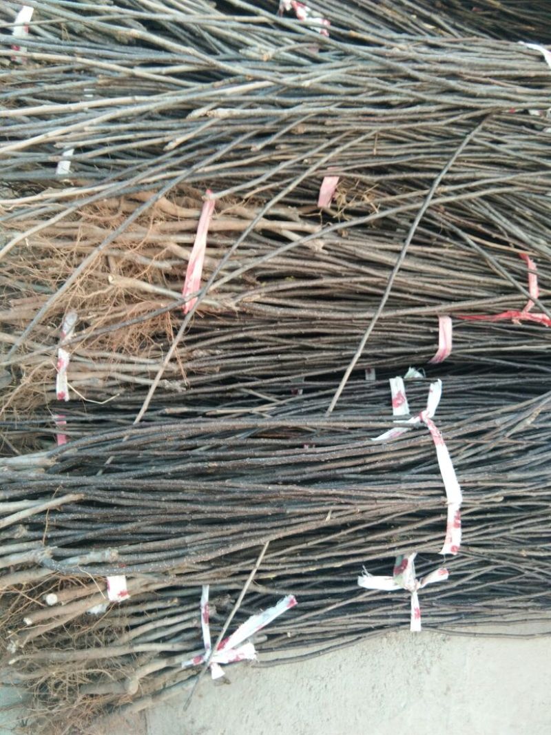 早酥红梨苗红梨树苗品种红梨苗栽植密度梨树苗