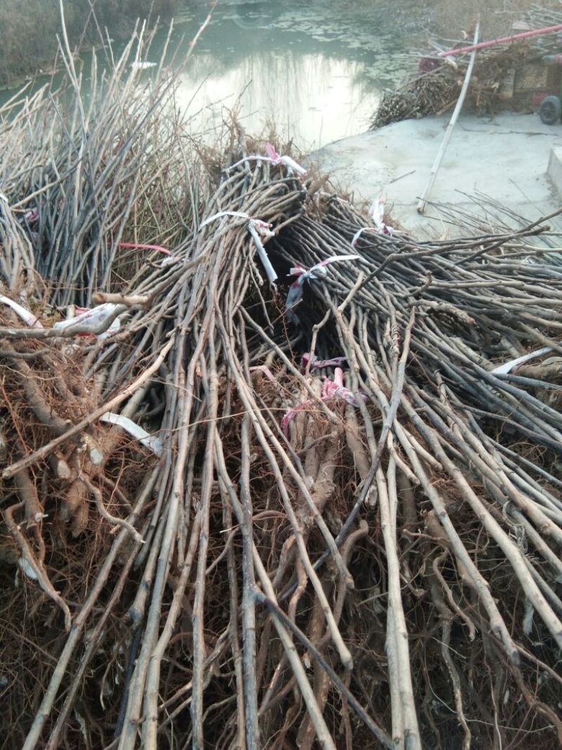 早酥红梨苗红梨树苗品种红梨苗栽植密度梨树苗