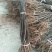 早酥红梨苗：梨树苗基地：梨树苗：基地直供包技术