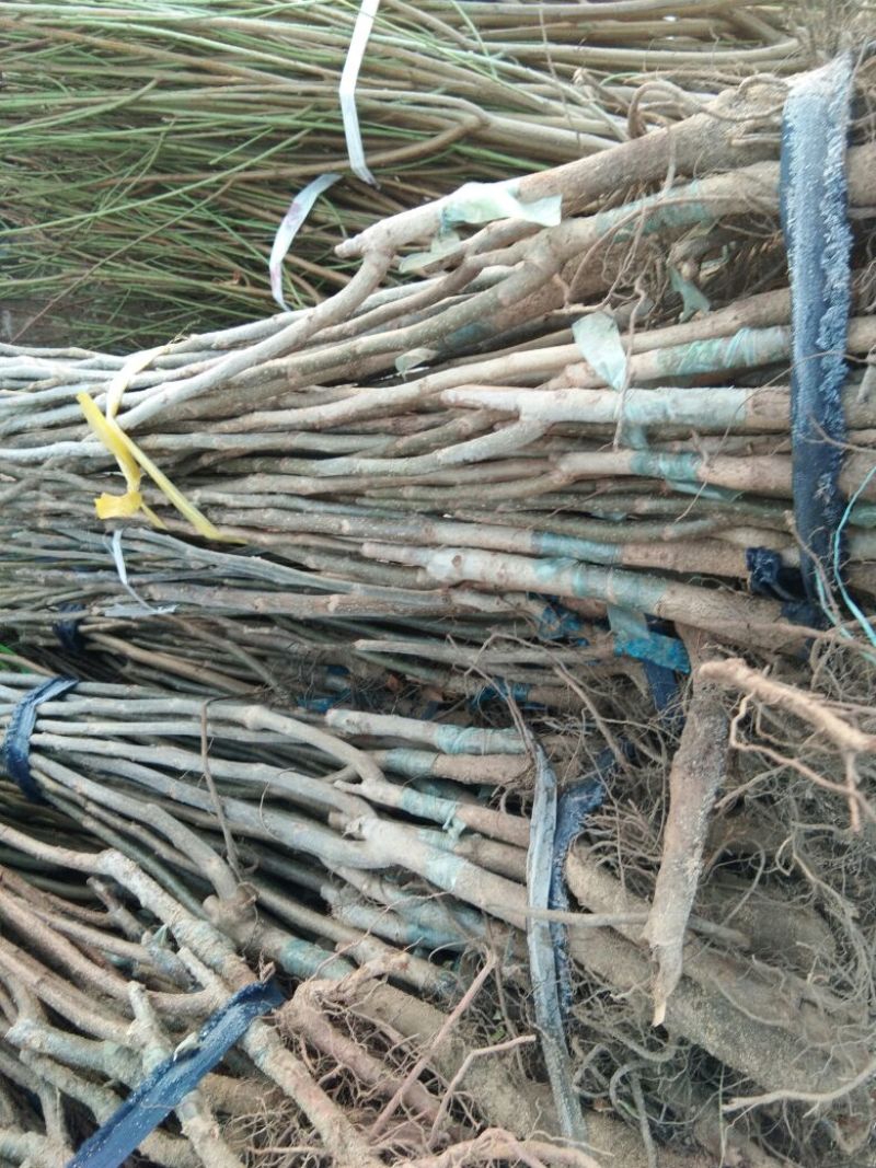 【嫁接核桃苗】核桃苗育苗基地薄皮核桃苗便宜卖苗