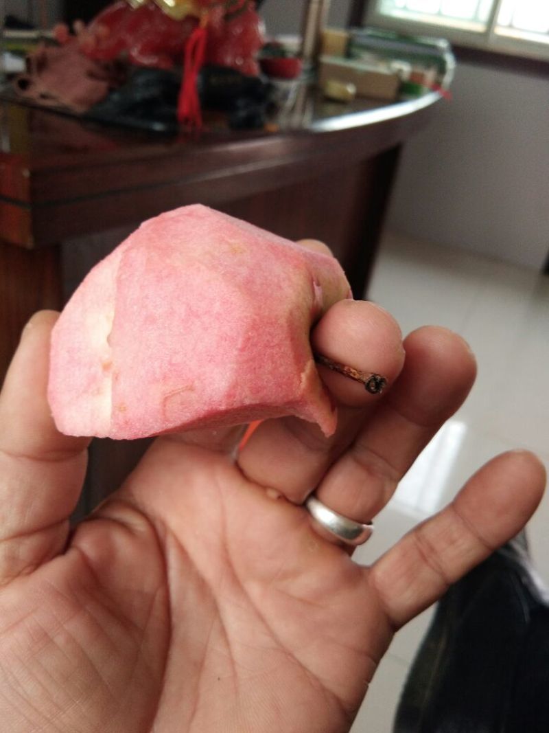 红肉苹果苗119-062年红肉苹果苗苹果新品种红肉苹果
