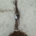 红色之爱苹果苗品种货真价实119~06红肉苹果苗红苹果