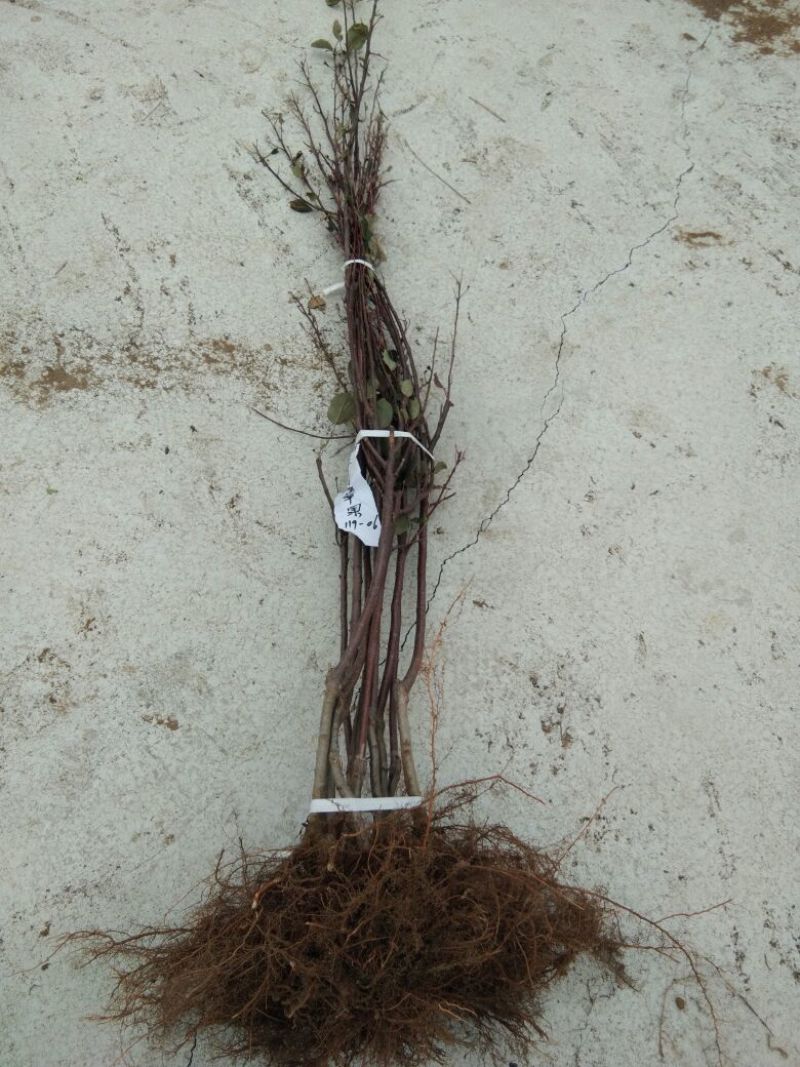 红色之爱苹果苗品种货真价实119~06红肉苹果苗红苹果