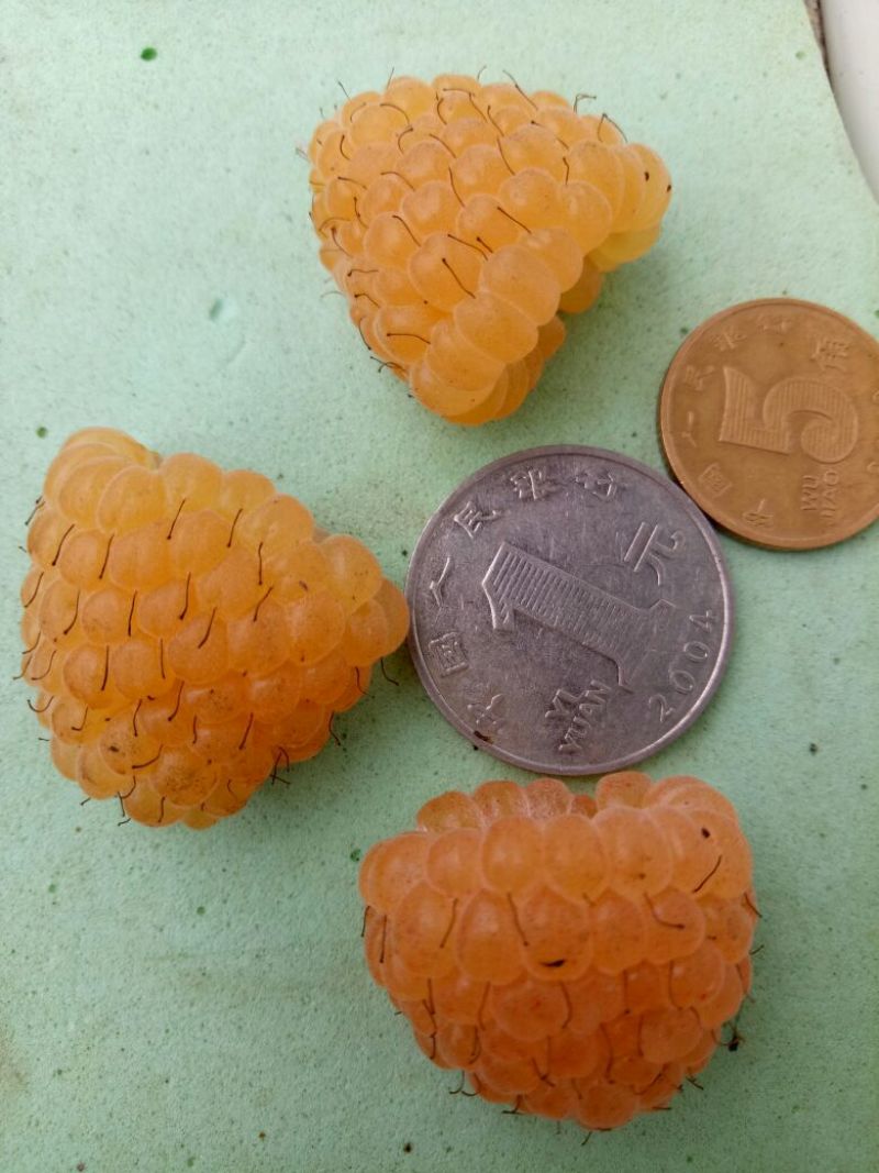 黄树莓苗双季黄树莓苗大果黄树莓黄树莓种苗户外种植树莓批发
