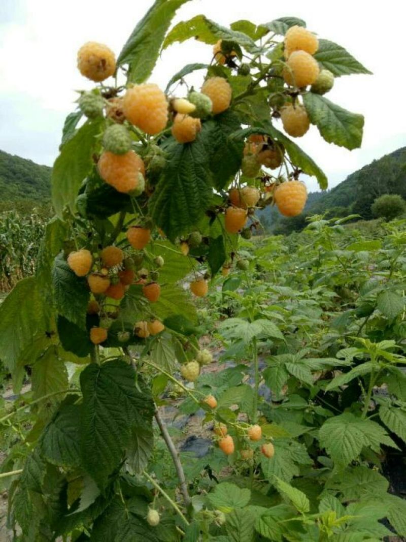 黄树莓苗双季黄树莓苗大果黄树莓黄树莓种苗户外种植树莓批发