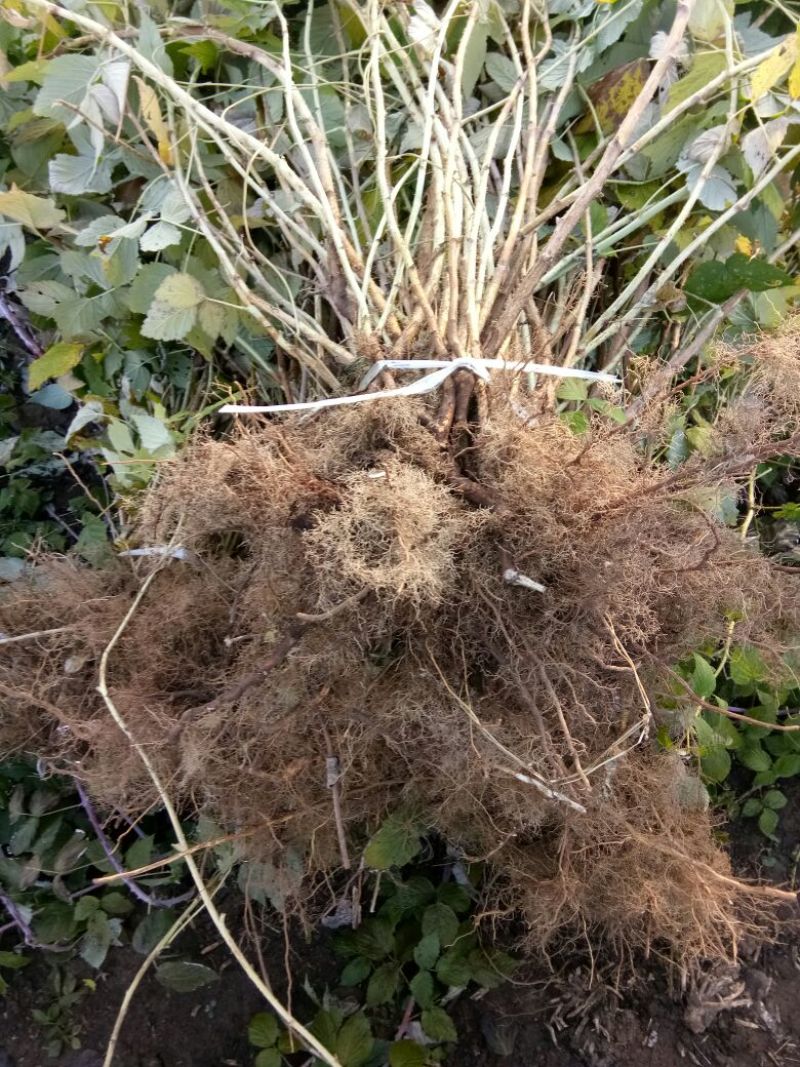 黄树莓苗双季黄树莓苗大果黄树莓黄树莓种苗户外种植树莓批发