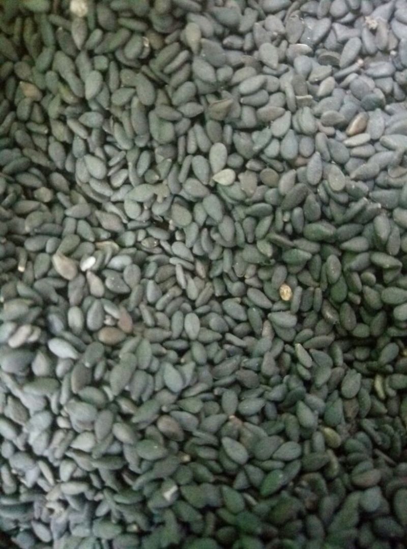 包邮纯正白芝麻油，进口芝麻，假一陪十