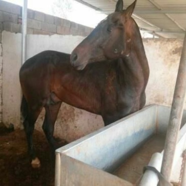 肉马200~300kg