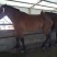 肉马200~300kg