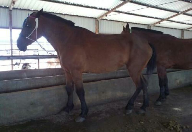 肉马200~300kg