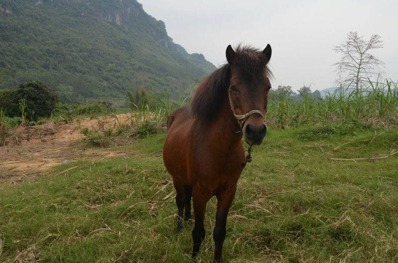 肉马200~300kg
