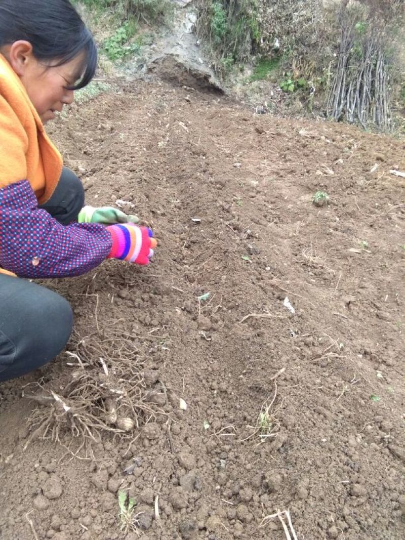 供应野生三叉白芨苗子果夹球块