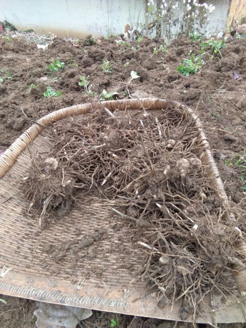 供应野生三叉白芨苗子果夹球块