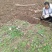 供应野生三叉白芨苗子果夹球块