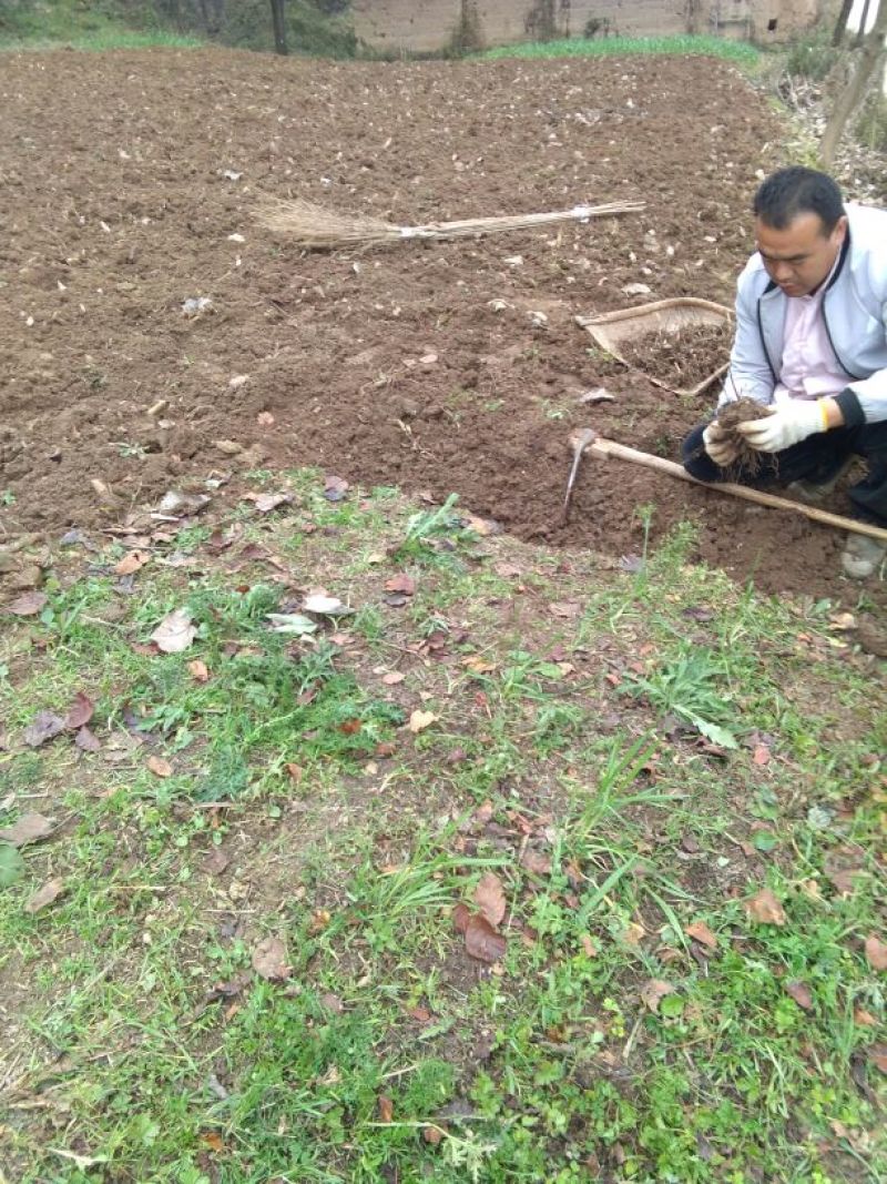 供应野生三叉白芨苗子果夹球块