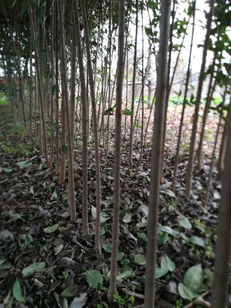 大叶女贞4cm以下