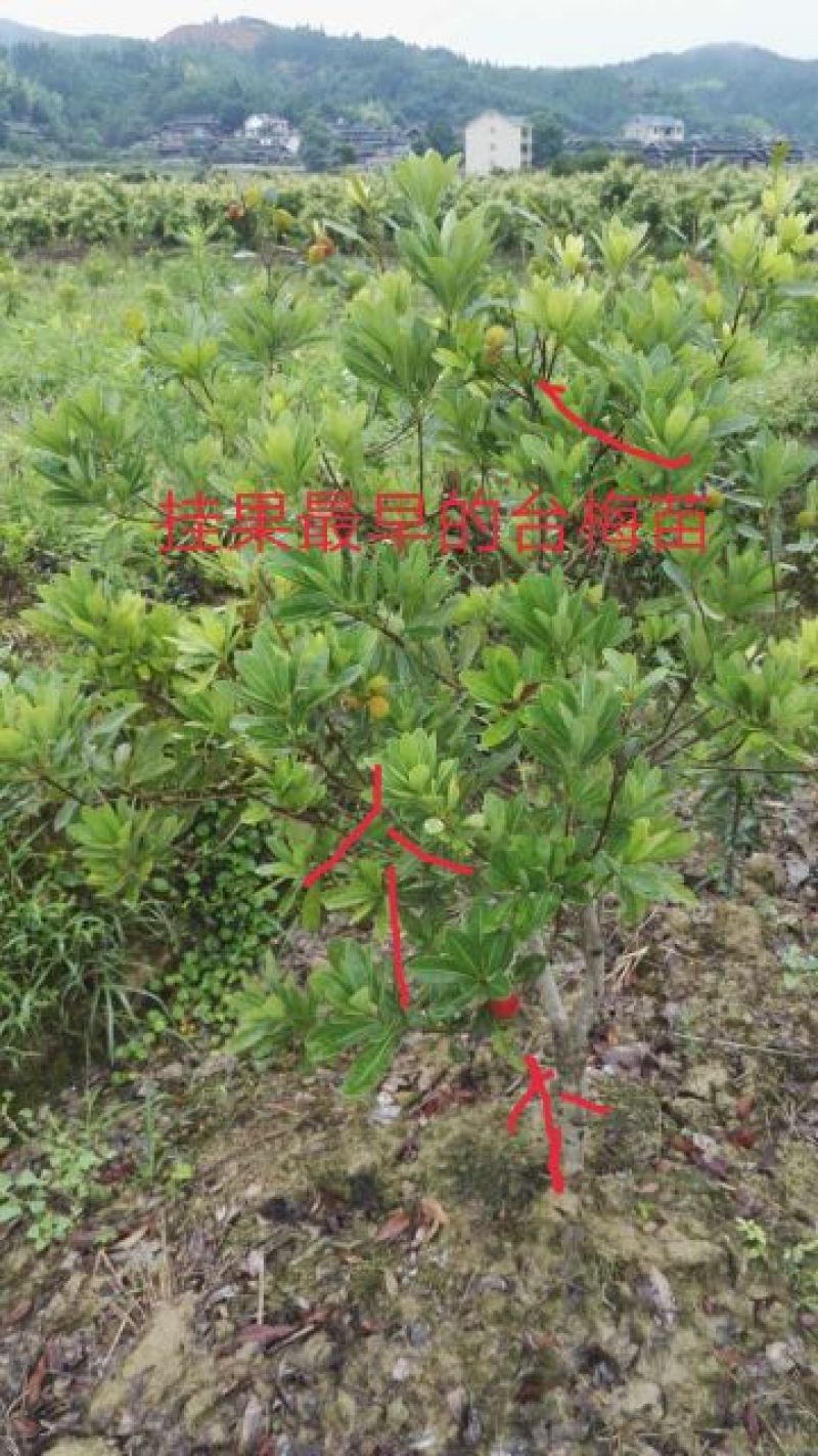 台梅杨梅树产地供货大果早熟提供种植技术欢迎来电