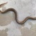 缅甸野生黄鳝