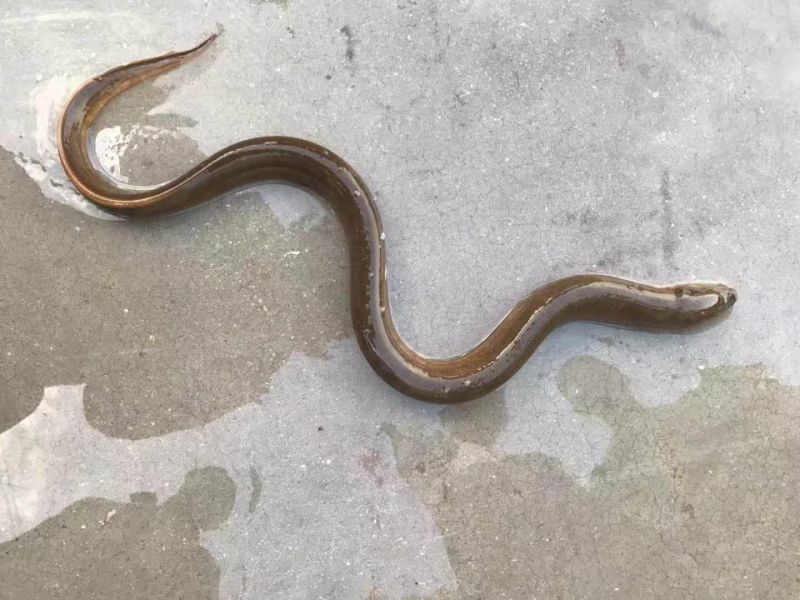 缅甸野生黄鳝