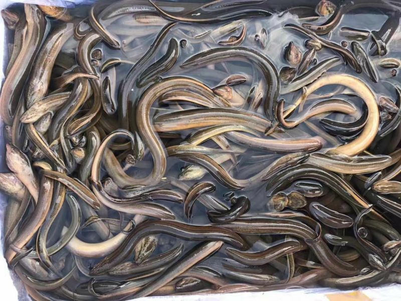 缅甸野生黄鳝