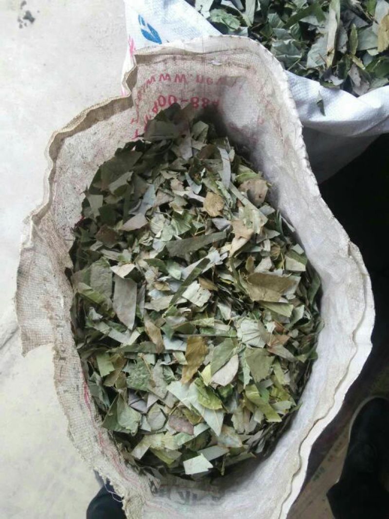 淫羊藿全叶切丝