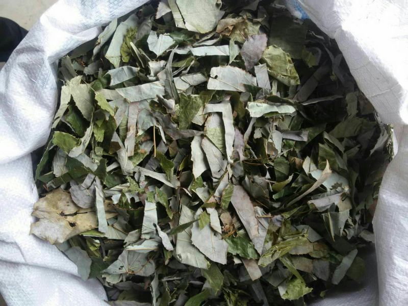 淫羊藿全叶切丝