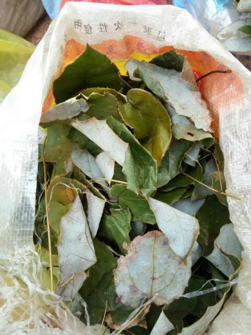 淫羊藿全叶切丝