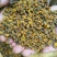 野菊花散装