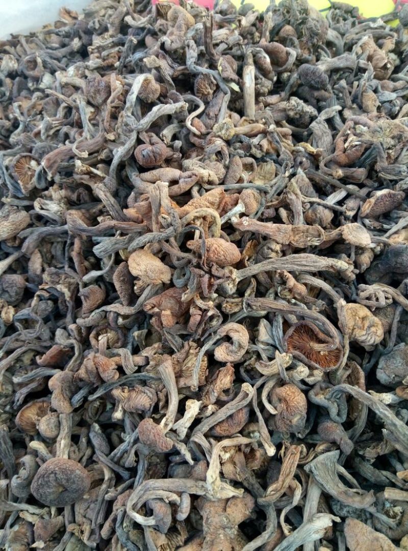 东北榛子一级