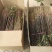花椒苗1年苗质量保证现起现发提高成活率