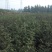 花椒苗1年苗质量保证现起现发提高成活率