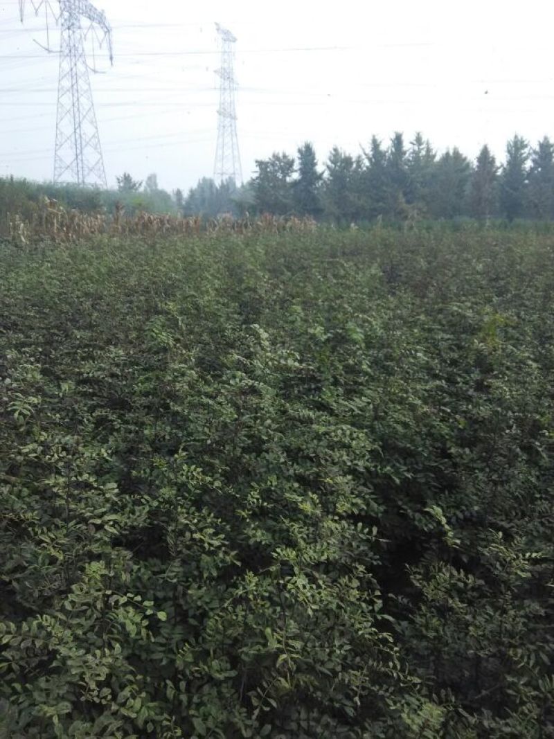 花椒苗1年苗质量保证现起现发提高成活率
