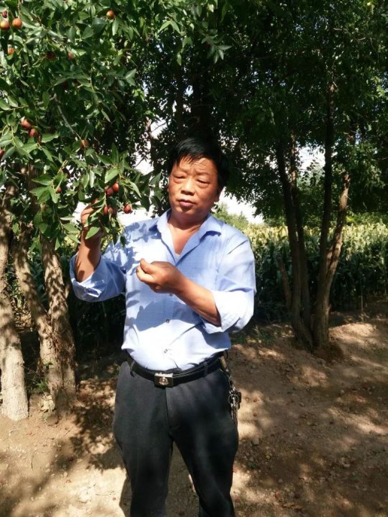 养牛，养羊，喂驴马的好饲料临泽小枣烂枣次枣