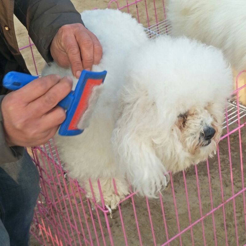 狗崽母